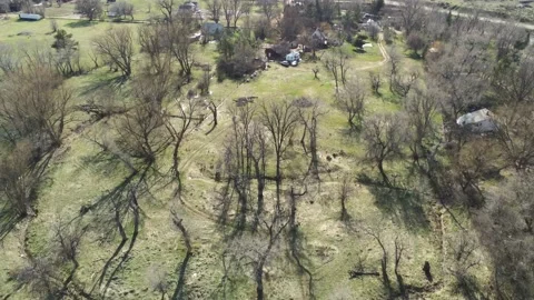 Winter trees with shadows and grass - Drone camera moves back and forward Video stock 138262977