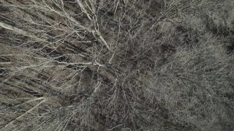 Winter trees &amp; shadows overhead view Stock Footage 170198491