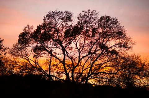 Winter trees silhouette Stock Photos