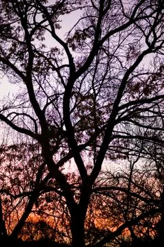 Winter trees silhouette Stock Photos