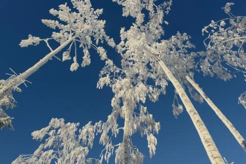 Winter trees sky Stock Photos