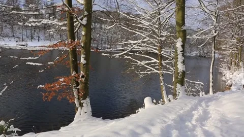 Winter trees with snow and forest lake in germany. Stock Footage 146069604