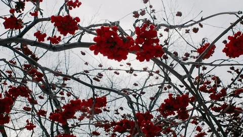 Winter trees with snow on a cloudy grey day Video stock 125236073