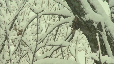 Winter trees snow Stock Footage 101140506