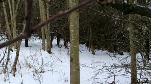 Winter Trees In The Snow 스톡 동영상 166050086