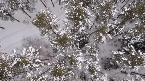 Winter trees in the snow from a height. Pine trees in the snow in the winter  Stock Footage 118276497