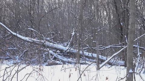 Winter Trees. Snow Park Video stock 124091558