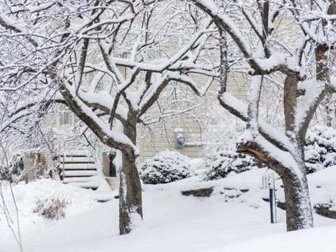 Winter trees in snow Stock Photos