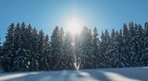 WINTER TREES WITH SNOW Stock Photos