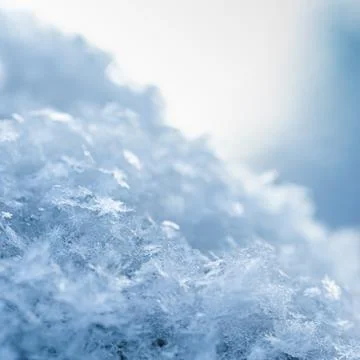 Winter trees on snow Stock Photos