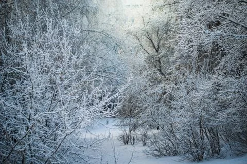 Winter trees on snow Stock Photos