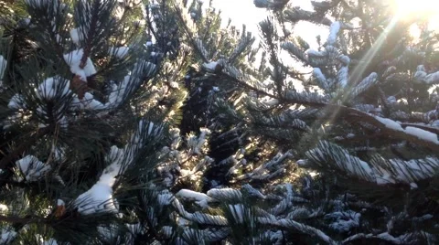 Winter trees with snow - sunbeam - closeup Vídeo Stock 47660686