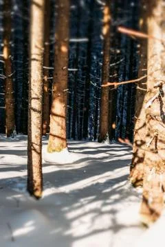 WINTER TREES WITH SNOW TILT SHIFT Stock Photos
