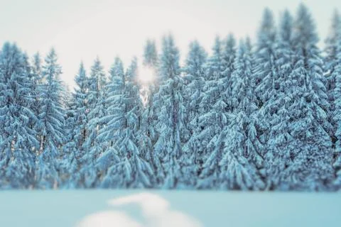 WINTER TREES WITH SNOW TILT SHIFT Stock Photos