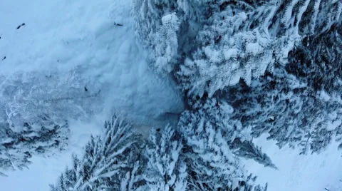 Winter trees. snow trees. forest nature. aerial view. fly over Stock Footage 34558687