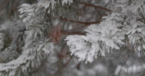 Winter trees in the snow. White snow falls from above Video stock 100880711
