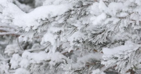 Winter trees in the snow. White snow falls from above Video stock 100880824
