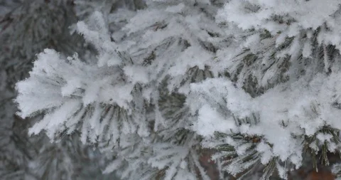 Winter trees in the snow. White snow falls from above Video stock 100880912