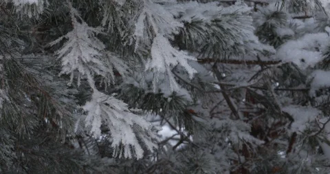 Winter trees in the snow. White snow falls from above Video stock 100881108