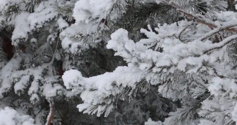 Winter trees in the snow. White snow falls from above Video stock 100881114
