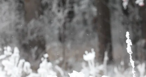 Winter trees in the snow. White snow falls from above Video stock 100881508