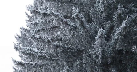 Winter trees in the snow. White snow falls from above Video stock 100881574