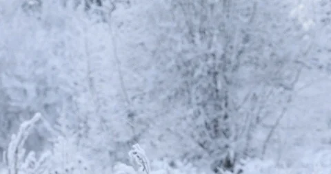 Winter trees in the snow. White snow falls from above Video stock 100881603