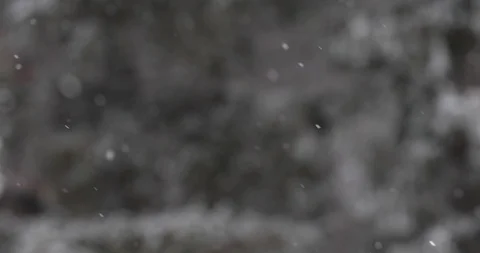Winter trees in the snow. White snow falls from above Video stock 100882229