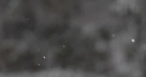 Winter trees in the snow. White snow falls from above Video stock 100882233