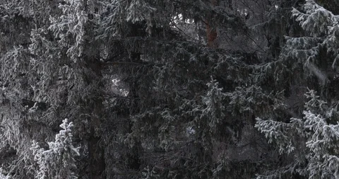 Winter trees in the snow. White snow falls from above Stock Footage 100882471