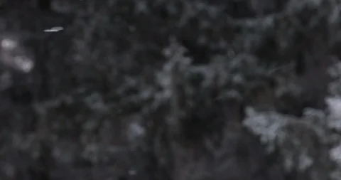 Winter trees in the snow. White snow falls from above Video stock 100882682