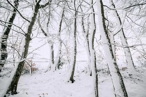 Winter trees in the snow wide angle Stock Photos
