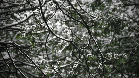 Winter Trees Snowing Video stock 50673408