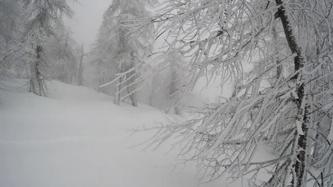 Winter trees ,snowing in the mountain Stock Footage 73256698