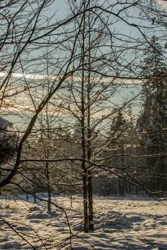 Winter trees in a snowy landscape Stock Photos