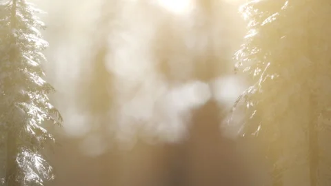 Winter trees in soft light with blurred background in a forest Stock Footage 344110970