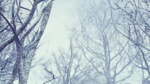 Winter trees stand bare in a snow covered landscape during a cold day Stock Footage 340016421