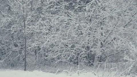 Winter trees structure. Landscape with falling snow. 動画素材 84292142