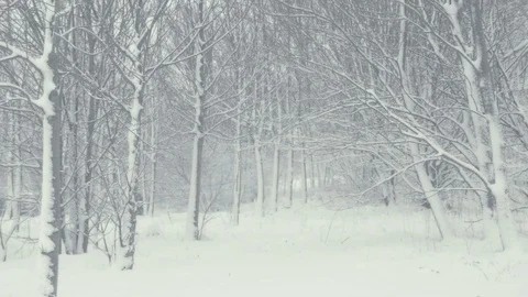 Winter trees structure. Landscape with falling snow. 動画素材 84718493