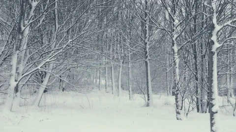 Winter trees structure. Landscape with falling snow. Stock Footage 84723354