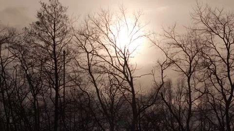 Winter trees with sun behind 4K Stock Footage 297765013
