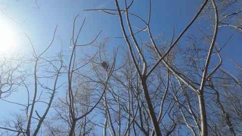 Winter Trees in the Sun Stock Footage 335941523