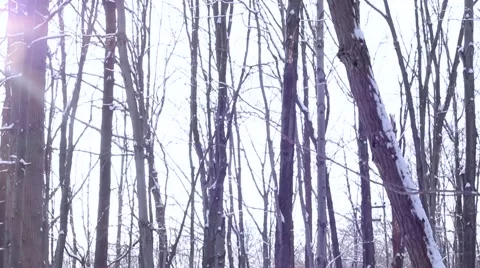 Winter Trees at Sunset 2 Stock Footage 46766124