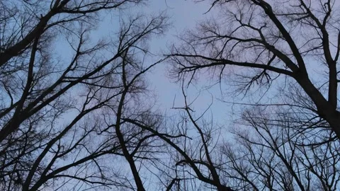 Winter trees at sunset - Drone camera moves down thorugh trees with sunset Stock Footage 138270404
