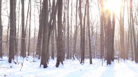 Winter Trees Sunset Stock Footage 46766008