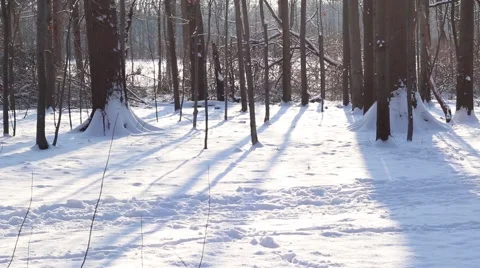 Winter Trees at Sunset Stock Footage 46766100