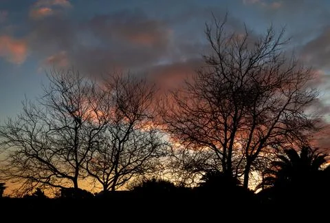 Winter Trees Sunset Stock Photos