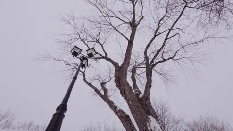 Winter Trees Symbolizing Strength and Resilience Against Sky Stock Footage 326378049