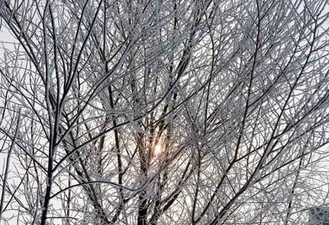 Winter trees through which the sun peeps through. 写真素材