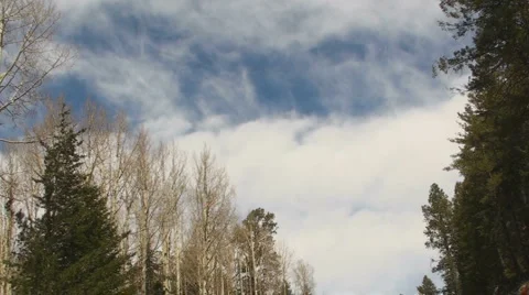 Winter Trees Time Lapse Stock Footage